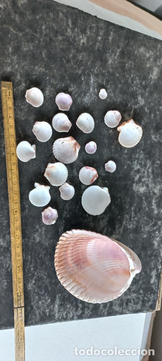 Coleccionismo de moluscos: LOTE DE CONCHAS de mar. SNAIL, SHELL. - Foto 4