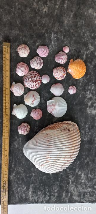Coleccionismo de moluscos: LOTE DE CONCHAS de mar. SNAIL, SHELL. - Foto 1