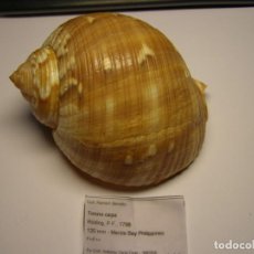 Collezionismo di molluschi: CARACOL SNAIL TONNA CEPA. FILIPINAS.