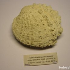 Coleccionismo de moluscos: BIVALVO SHELL SAMARANGIA QUADRANGULARIS. FILIPINAS.