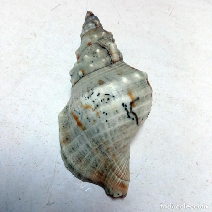 Coleccionismo de moluscos: TRES CARACOLAS - Foto 13