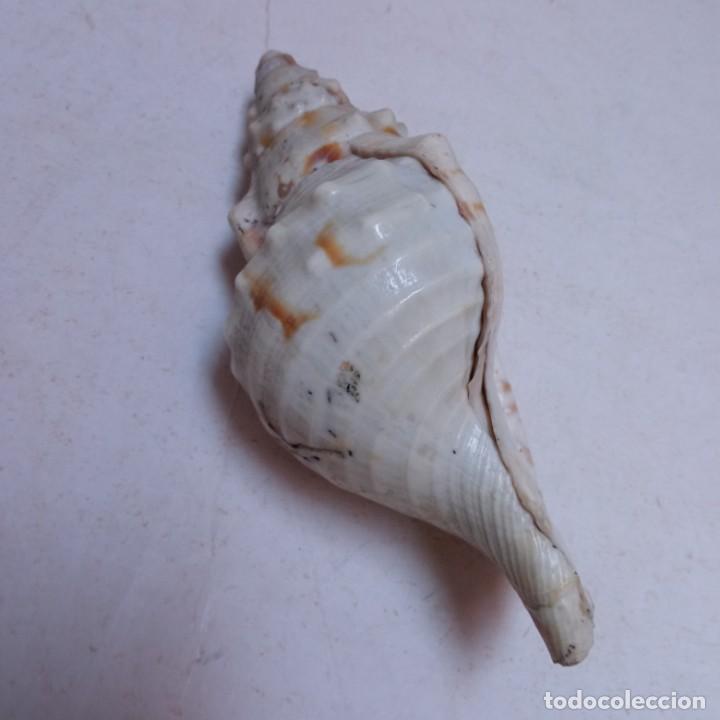 Coleccionismo de moluscos: TRES CARACOLAS - Foto 9
