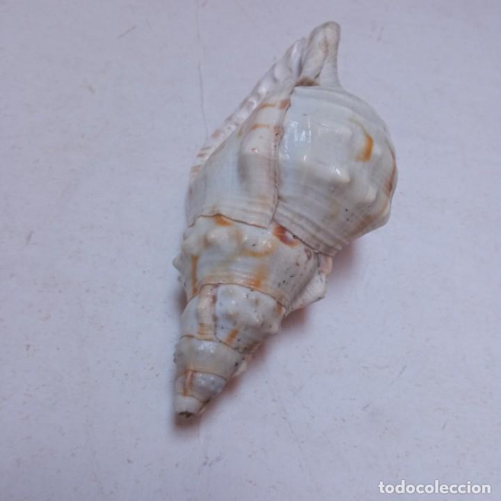 Coleccionismo de moluscos: TRES CARACOLAS - Foto 10