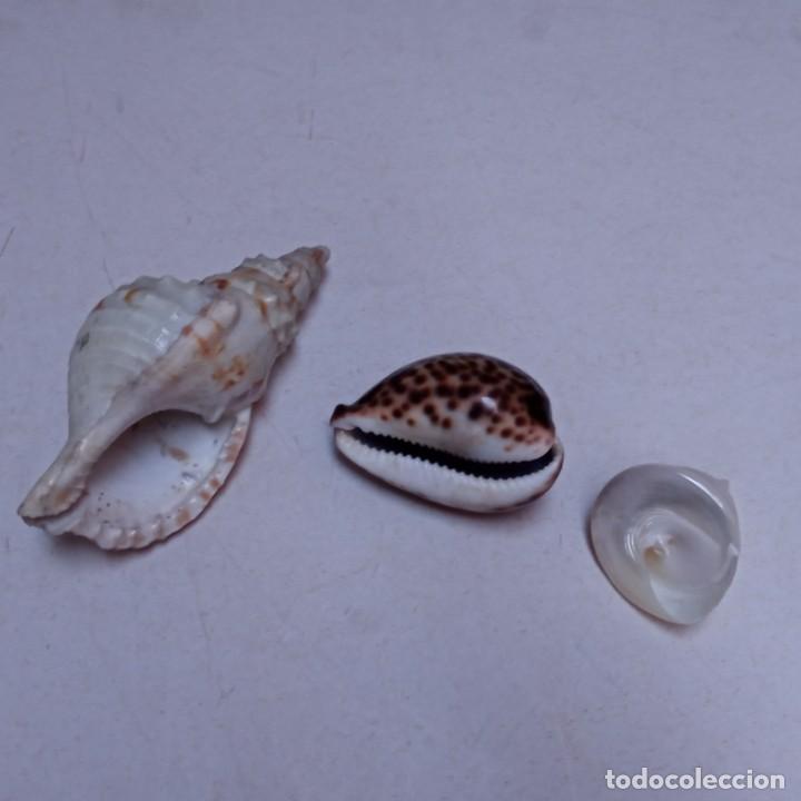 Coleccionismo de moluscos: TRES CARACOLAS - Foto 2