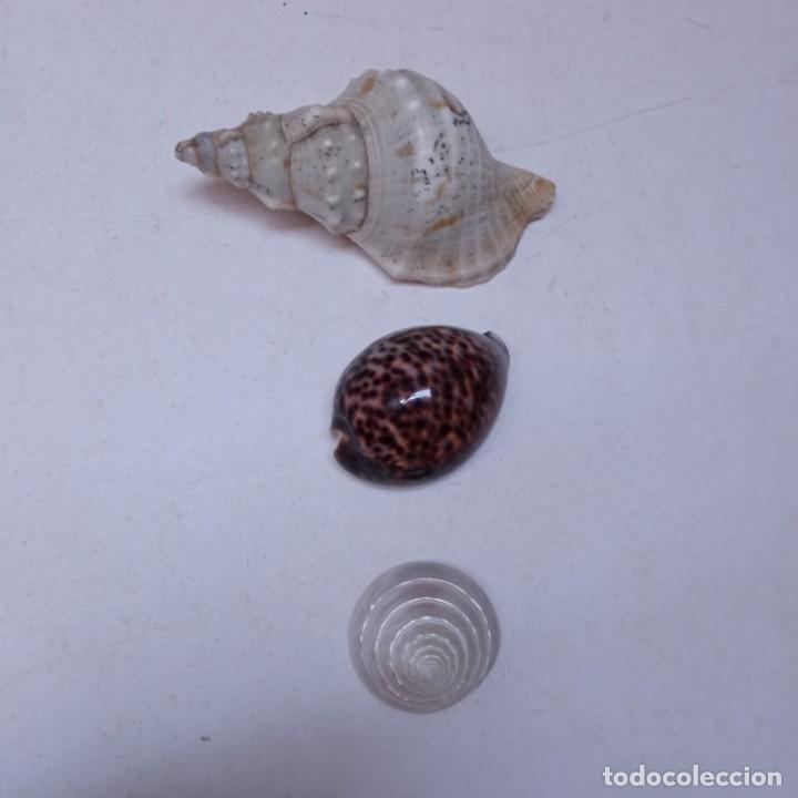 Coleccionismo de moluscos: TRES CARACOLAS - Foto 1