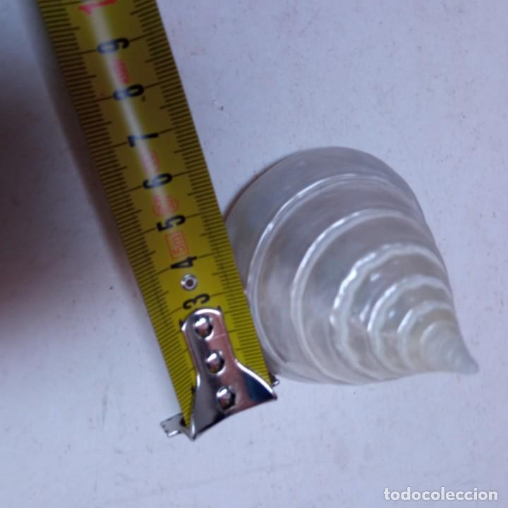 Coleccionismo de moluscos: TRES CARACOLAS - Foto 5