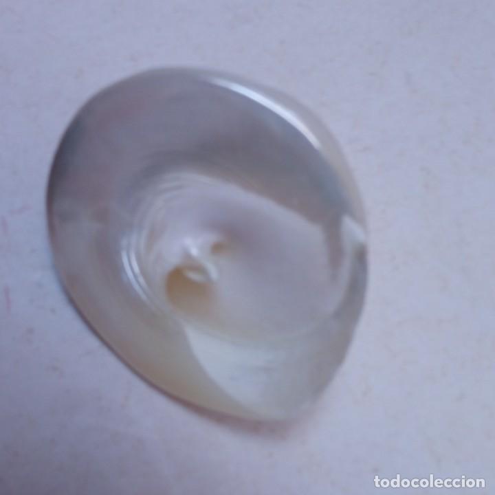Coleccionismo de moluscos: TRES CARACOLAS - Foto 6