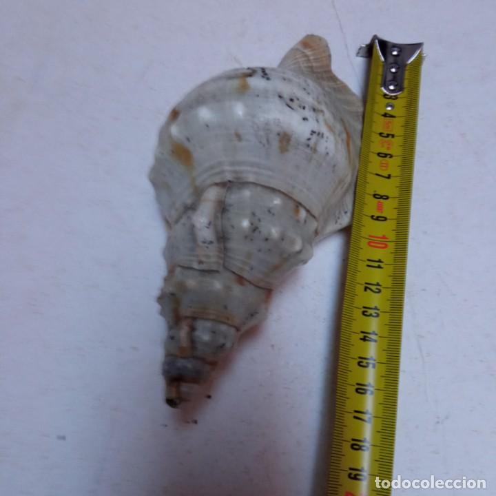 Coleccionismo de moluscos: TRES CARACOLAS - Foto 7