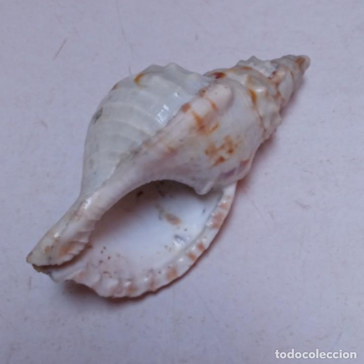 Coleccionismo de moluscos: TRES CARACOLAS - Foto 8