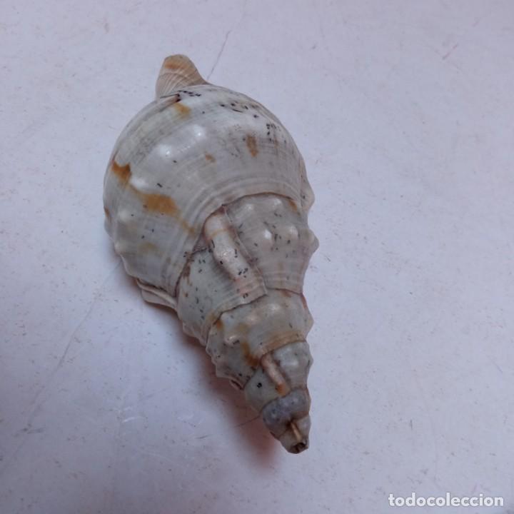 Coleccionismo de moluscos: TRES CARACOLAS - Foto 11