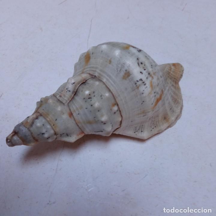 Coleccionismo de moluscos: TRES CARACOLAS - Foto 12