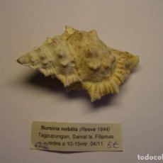Coleccionismo de moluscos: CARACOL SNAIL BURSINA NOBILIS. FILIPINAS.. Lote 312568953