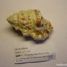 Coleccionismo de moluscos: CARACOL SNAIL BURSA BUFONIA. FILIPINAS.. Lote 312569423
