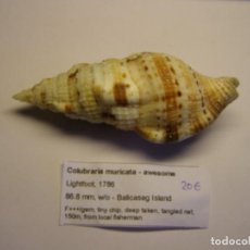 Coleccionismo de moluscos: CARACOL SNAIL COLUBRARIA MURICATA - AWESOME. FILIPINAS.. Lote 312570003