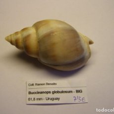 Coleccionismo de moluscos: CARACOL SNAIL BUCCINANOPS GLOBULOSUM. URUGUAY.. Lote 312570688