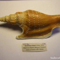 Coleccionismo de moluscos: CARACOL SNAIL STROMBUS LISTERI. TAILANDIA.. Lote 312571413