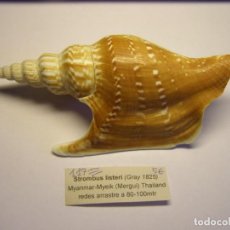 Coleccionismo de moluscos: CARACOL SNAIL STROMBUS LISTERI. TAILANDIA.. Lote 312572383