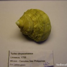 Coleccionismo de moluscos: CARACOL SNAIL TURBO CHRYSOSTOMUS. FILIPINAS.. Lote 312573848