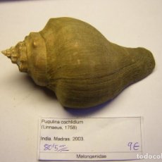 Coleccionismo de moluscos: CARACOL SNAIL PUGULINA COCHLIDIUM. INDIA.. Lote 312574888