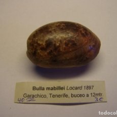 Coleccionismo de moluscos: CARACOL SNAIL BULLA MABILLEI. ISLAS CANARIAS.. Lote 312575383