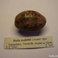 Coleccionismo de moluscos: CARACOL SNAIL BULLA MABILLEI. ISLAS CANARIAS.. Lote 312575648