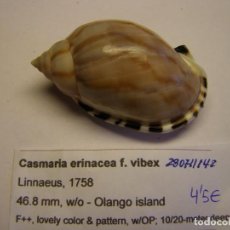 Coleccionismo de moluscos: CARACOL SNAIL CASMARIA ERINACEA F. VIBEX. FILIPINAS.. Lote 312576063