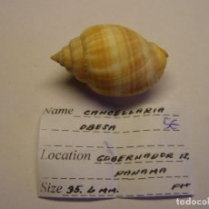 Coleccionismo de moluscos: CARACOL SNAIL CANCELLARIA OBESA. PANAMÁ.. Lote 312576548