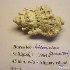 Coleccionismo de moluscos: CARACOL SNAIL BURSA LEO TUBEROSISSIMA. FILIPINAS.. Lote 312576973