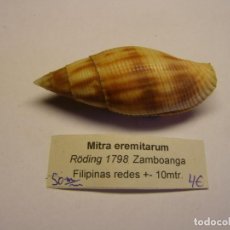 Coleccionismo de moluscos: CARACOL SNAIL BURSA MITRA EREMITARUM. FILIPINAS.. Lote 312577503