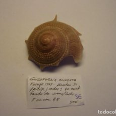 Coleccionismo de moluscos: CARACOL SNAIL GUILDFORDIA ACULEATA. FILIPINAS.. Lote 312577888