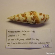 Coleccionismo de moluscos: CARACOL SNAIL NEOCANCILLA CLATHRUS. FILIPINAS.. Lote 312578628