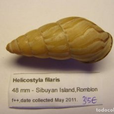 Coleccionismo de moluscos: CARACOL SNAIL HELICOSTYLA FILARIS. FILIPINAS.. Lote 312579833