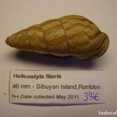 Coleccionismo de moluscos: CARACOL SNAIL HELICOSTYLA FILARIS. FILIPINAS.. Lote 312580158