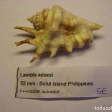 Coleccionismo de moluscos: CARACOL SNAIL LAMBIS ADAMI. FILIPINAS.. Lote 312581038
