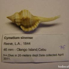 Coleccionismo de moluscos: CARACOL SNAIL CYMATIUM SINENSE. FILIPINAS.. Lote 312581468