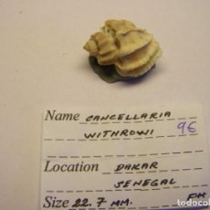 Coleccionismo de moluscos: CARACOL SNAIL CANCELLARIA WITHROWI. SENEGAL.. Lote 312581998