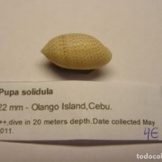 Coleccionismo de moluscos: CARACOL SNAIL PUPA SOLIDULA. FILIPINAS.. Lote 312607178
