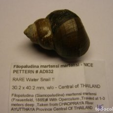 Coleccionismo de moluscos: CARACOL SNAIL FILOPALUDINA MARTENSI MARTENSI. TAILANDIA.. Lote 312607743