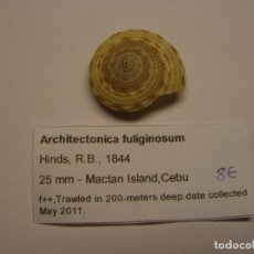 Coleccionismo de moluscos: CARACOL SNAIL ARCHITECTONICA FULIGINOSUM. CEBU.. Lote 312608153