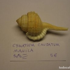 Coleccionismo de moluscos: CARACOL SNAIL CYMATIUM CAUDATUM. MANILA.. Lote 312608538