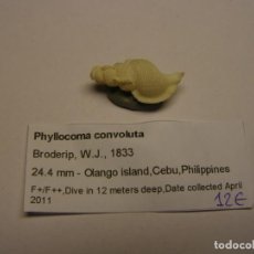 Coleccionismo de moluscos: CARACOL SNAIL PHYLLOCOMA CONVOLUTA. FILIPINAS.. Lote 312609088