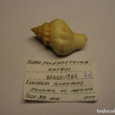 Coleccionismo de moluscos: CARACOL SNAIL SOLENOSTEIRA GATESI. MÉXICO.. Lote 312609508