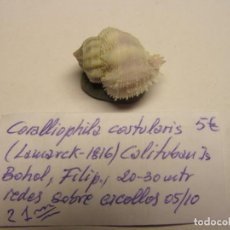 Coleccionismo de moluscos: CARACOL SNAIL CORALLIOPHILA COSTULARIS. FILIPINAS.. Lote 312610853