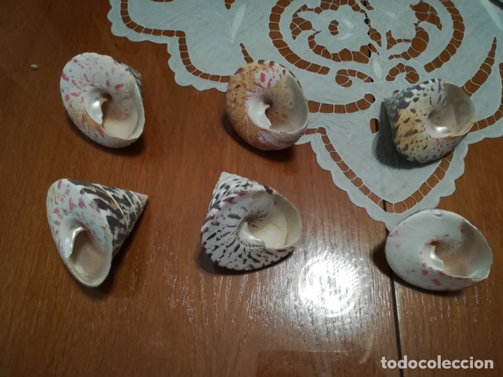 Coleccionismo de moluscos: Caracolas de mar. &ldquo;Troca Strawberry&rdquo;. Perfectas! - Foto 3
