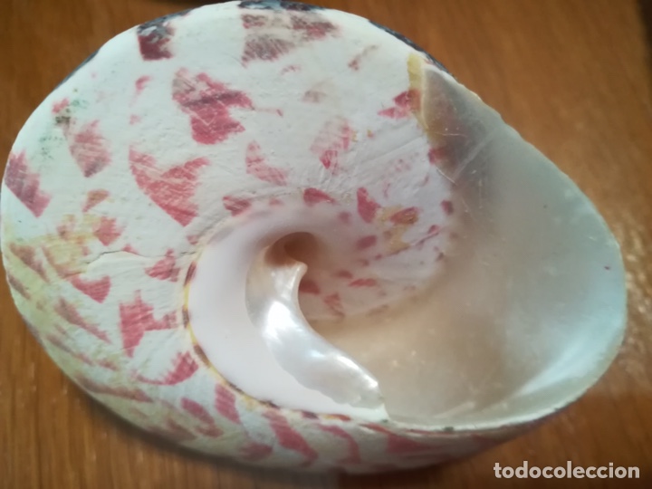 Coleccionismo de moluscos: Caracolas de mar. &ldquo;Troca Strawberry&rdquo;. Perfectas! - Foto 4