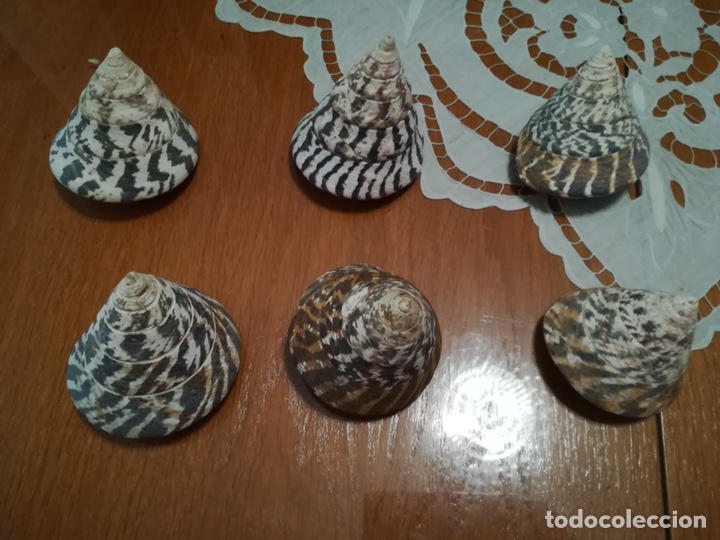 Coleccionismo de moluscos: Caracolas de mar. &ldquo;Troca Strawberry&rdquo;. Perfectas! - Foto 1