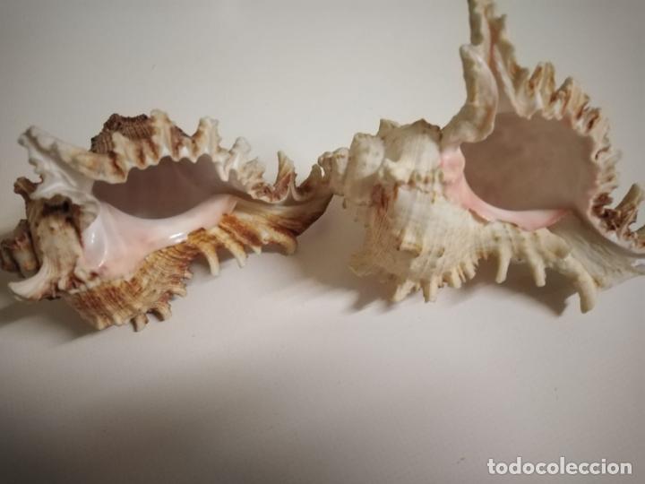 Coleccionismo de moluscos: Caracolas de mar. Pareja - Foto 2