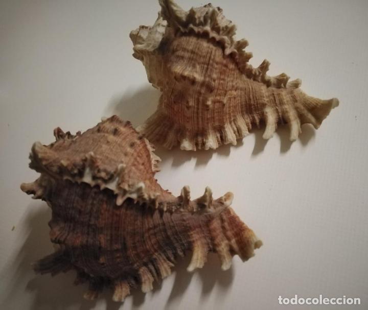 Coleccionismo de moluscos: Caracolas de mar. Pareja - Foto 3