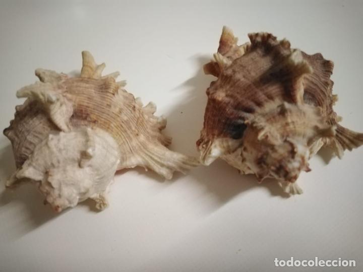Coleccionismo de moluscos: Caracolas de mar. Pareja - Foto 4