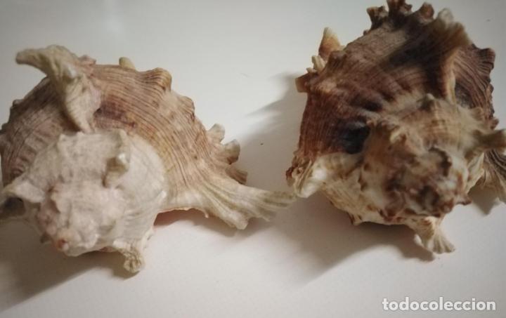 Coleccionismo de moluscos: Caracolas de mar. Pareja - Foto 5